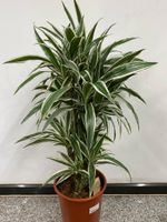 Drachenbaum Dracaena fragrans 'White Stripe' 100 cm Nordrhein-Westfalen - Simmerath Vorschau