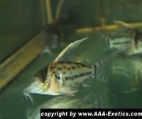 Corydoras pulcher "Labrea" Bayern - Raubling Vorschau