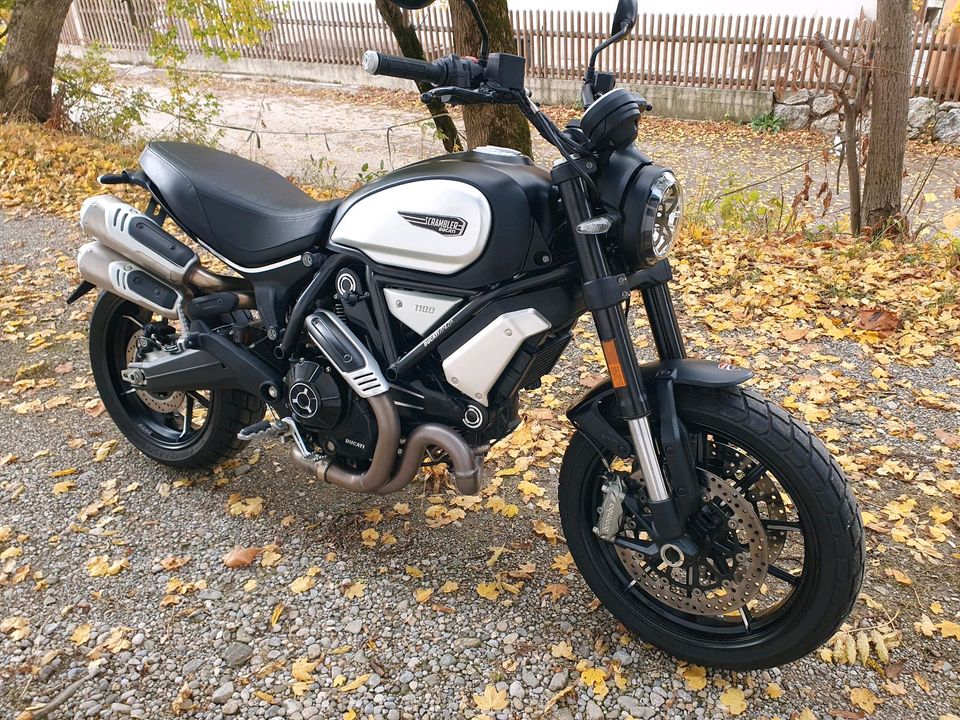 Ducati Scrambler 1100 pro in Hohenschäftlarn