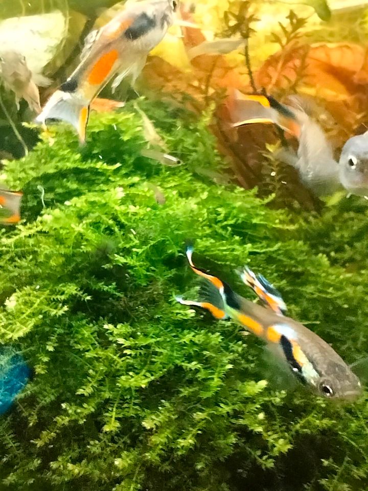 Endler Guppys in Berlin