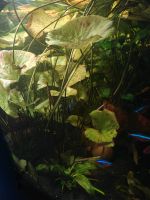 Aquarienpflanze Tigerlotus Au i.d.Hallertau - Au Vorschau