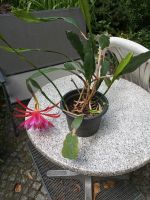 Epiphyllum Pflanze Nordrhein-Westfalen - Dormagen Vorschau