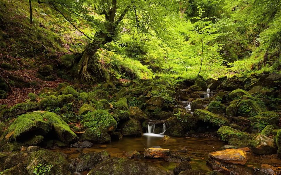 Waldbaden - Deine grüne Auszeit! Bis 20. Juni 20% Frühlingsrabatt in Molchow