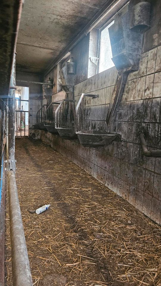 Melkanlage Lemmer fullwood 10er Fischgräten Melkstand in Kelheim