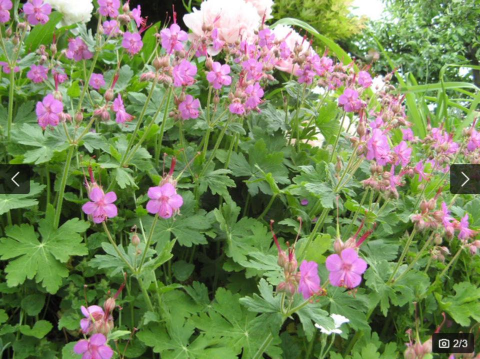 6 x Storchschnabel-Geranium-insektenfreundlich-pink-winterhart in Sachsenheim