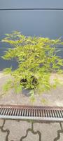 Jap. Fächerahorn - Acer palmatum 'Tatsuta Gire' Saarland - Saarwellingen Vorschau