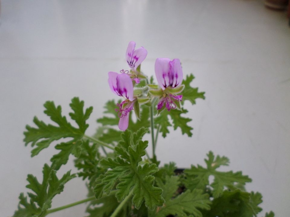 Hilfreiche, aromatische Zitronen- Duftpelargonie in Jena