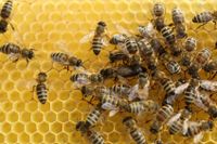 Bienenvölker Carnica oder Buckfast Zandermaß Nordrhein-Westfalen - Bünde Vorschau