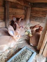 Neuseeländer gelbe riesen mix Saarland - Neunkirchen Vorschau