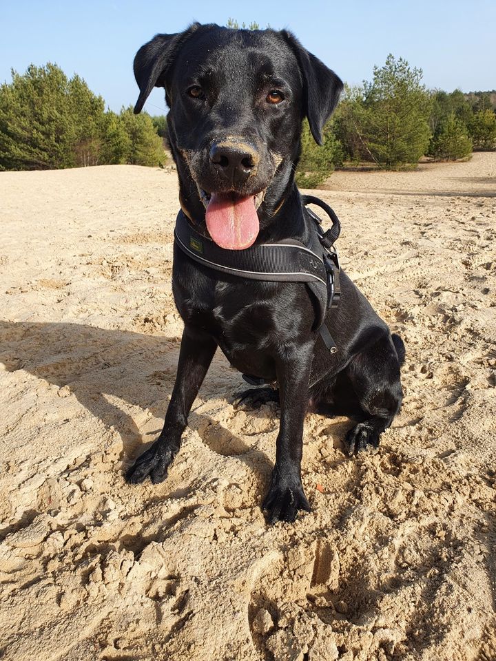 Labrador Retriever in Berlin