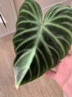 Philodendron Verrucosum Kopfsteckling Duisburg - Duisburg-Süd Vorschau