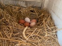 frische Eier aus Freilandhaltung - 10er Packung 4,50€ Brandenburg - Schönwalde-Glien Vorschau