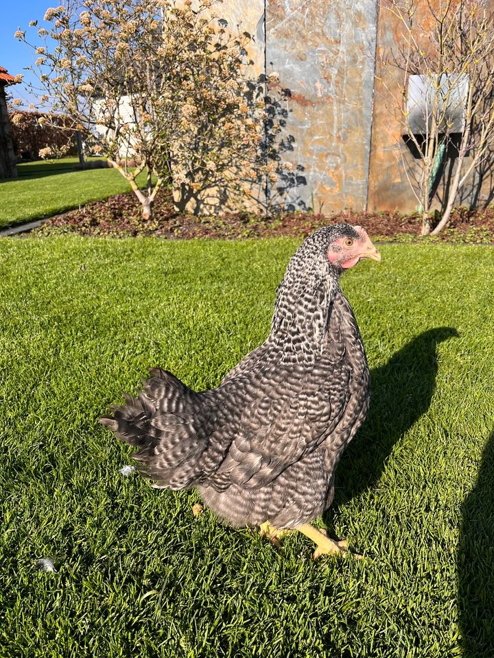 Geflügelverkauf 25.05 Hühner Enten Gänse Hähnchen Wachteln in Kierspe