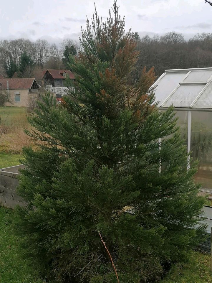 Kalifornischer Berg-Mammutbaum Sequoiadendron giganteum in Plankenfels