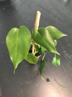Monstera Deliciosa, 3 Baby Pflanzen Nürnberg (Mittelfr) - Kleinreuth b Schweinau Vorschau