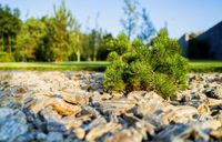 Steinrinde✔️Woodstone✔️ Zierkis Gneiss✔️ Dekorativer Stein✔️ Brandenburg - Schönefeld Vorschau