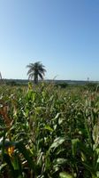 Grundstück in Paraguay 11 Hektar Brandenburg - Schorfheide Vorschau