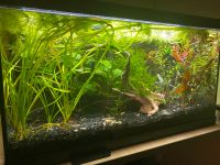 Aquarium Pflanzen Set, Hornkraut, Vallisneria, Moos Wandsbek - Hamburg Tonndorf Vorschau