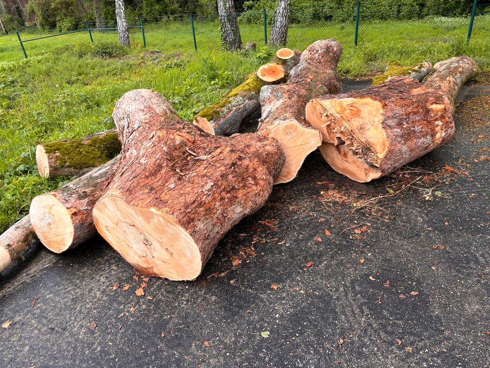 Ahorn Stamm z.B. als Kaminholz / Brennholz in Telgte