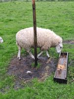 Schaf zu verkaufen Niedersachsen - Tostedt Vorschau