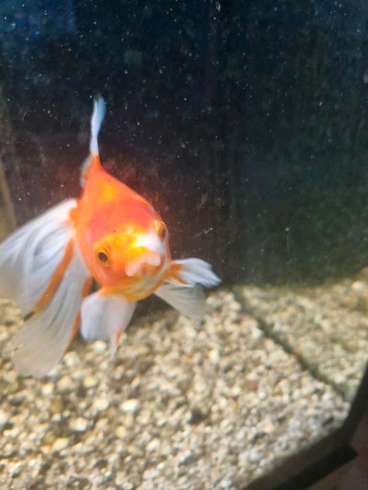 Oranda Goldfish - Schleierschwanz in Schongau