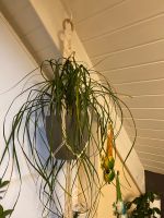 Zimmerpflanzen Nordrhein-Westfalen - Beelen Vorschau
