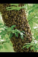 Suche Bienen, Bienenschwarm 20€ Belohnung für Tipp Niedersachsen - Aurich Vorschau