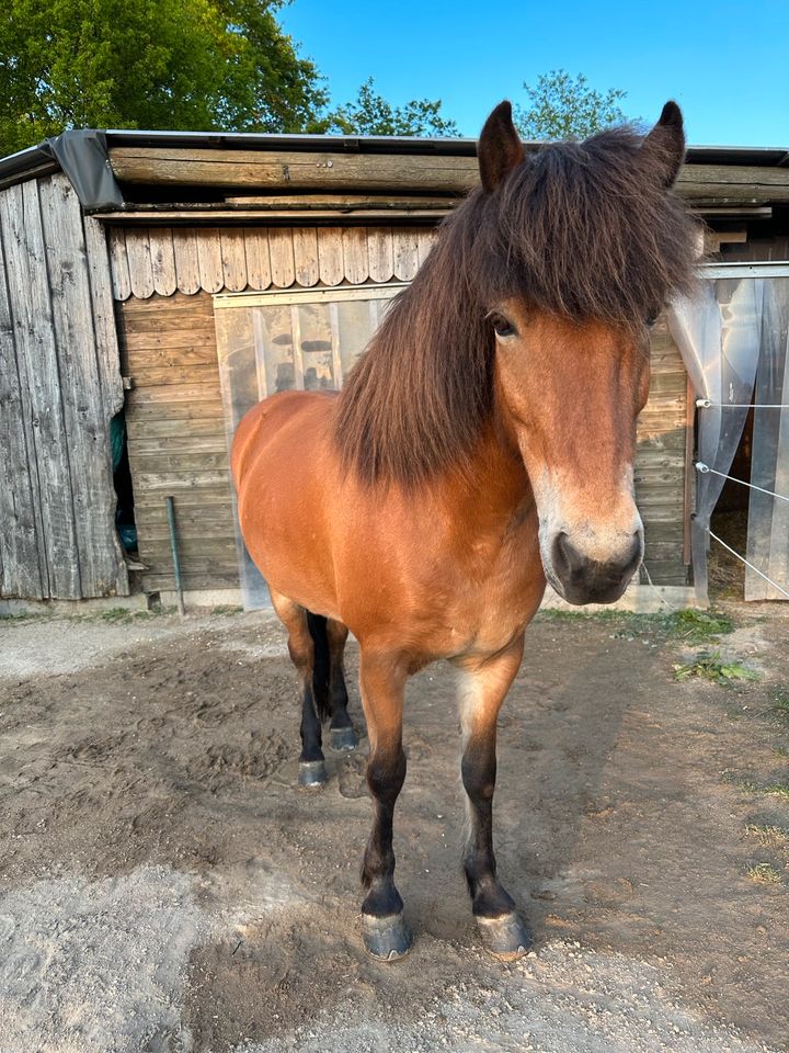 Schicke F1 Isländer Stute Zucht Sport Allrounder Islandpferd in Lingen (Ems)