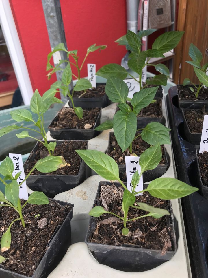 Paprika-Rot-Gelb-Gemüse-Garten- Pflanzen- in Morbach