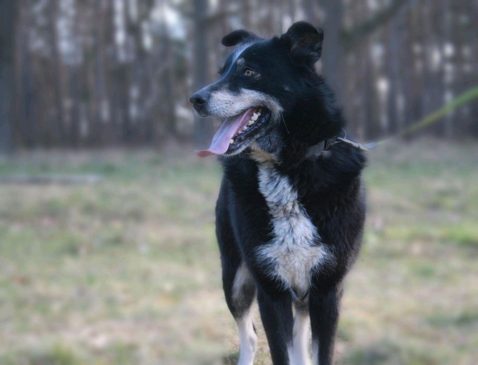 Siyah - sportliche Begleiterin! in Salzwedel