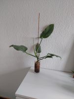 Philodendron Hastatum Silver - Zimmerpflanze Hessen - Darmstadt Vorschau