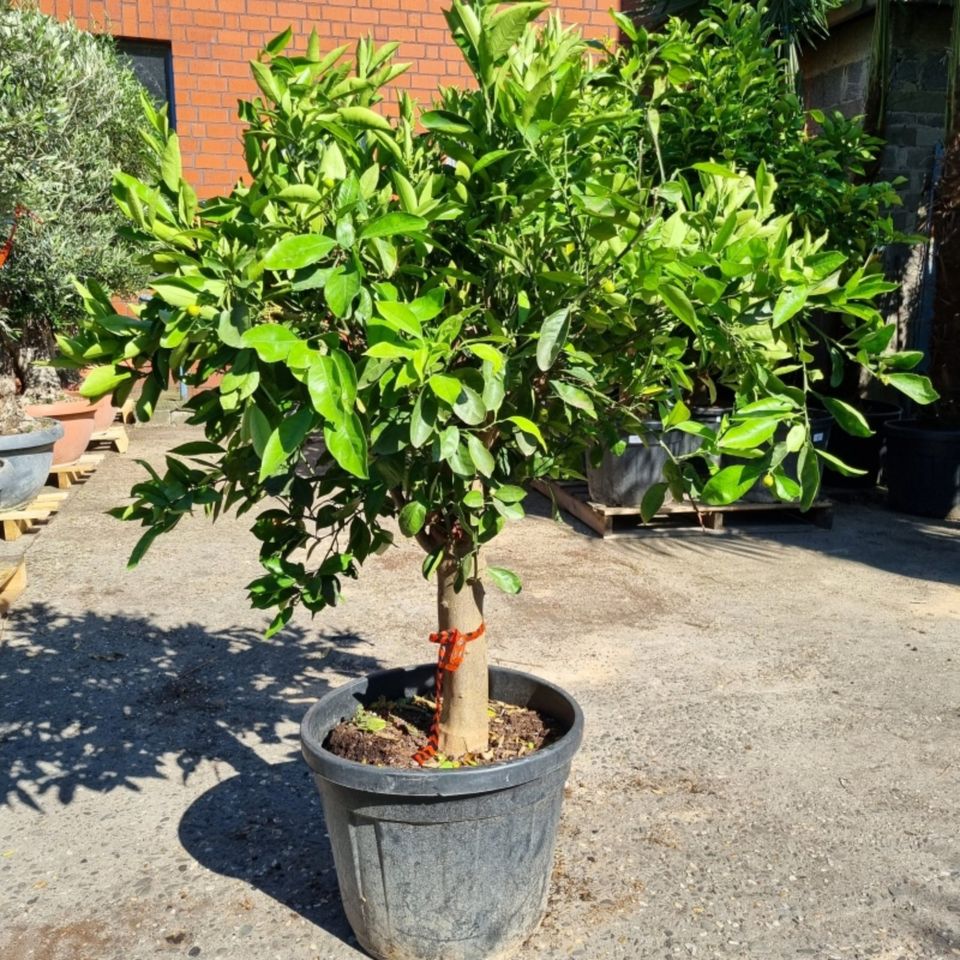 Orangenbaum Citrus Sinensis (Nr. 7) 25cm Stammumfang 160cm hoch in Oberhausen