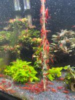 Neocaridina Bloody Mary Zwergarnelen 1,50€ Brandenburg - Wittenberge Vorschau