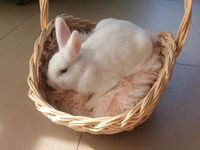 Zwergkaninchen Kaninchen sucht ein neues Zuhause Baden-Württemberg - Schramberg Vorschau