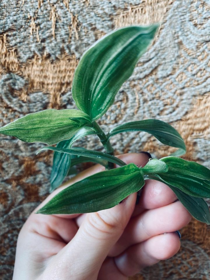 Tradescantia fluminensis albiflora Ableger Stecklinge 2 für 5 € in Berlin