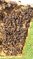 Bienen Ableger Carnica Baden-Württemberg - Bad Boll Vorschau