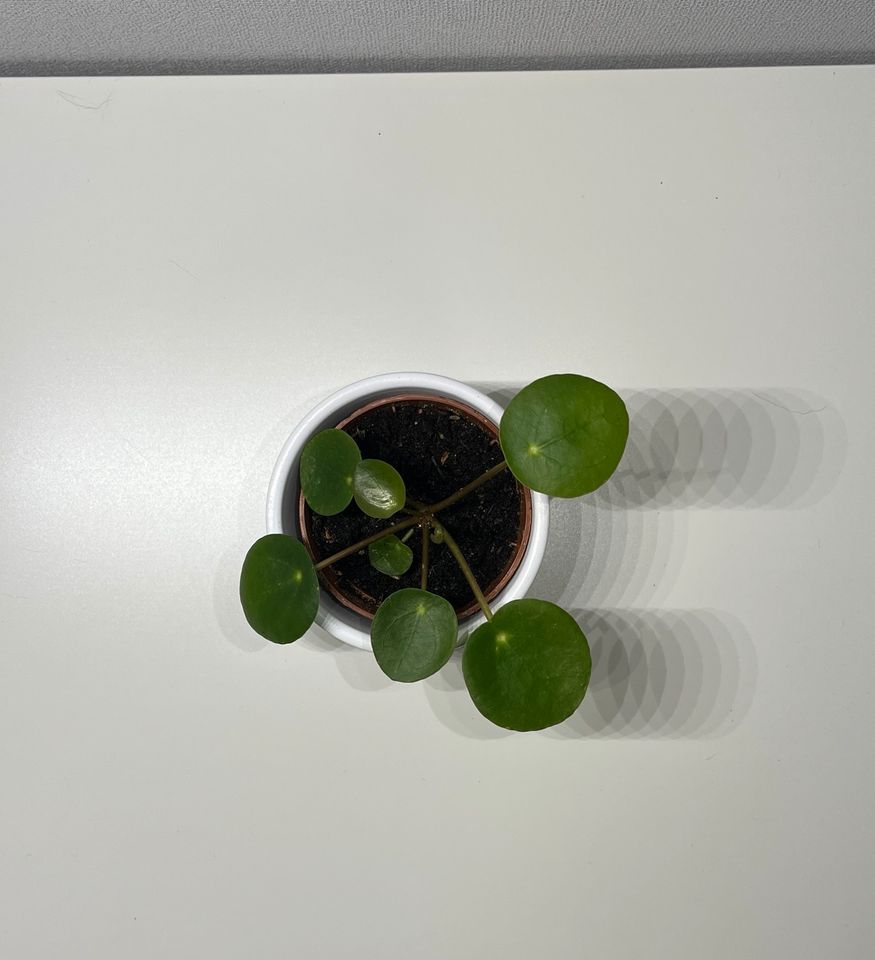 pilea peperomioides|Ufopflanze|Zimmerpflanze|Pflanze|Ableger in Braunschweig