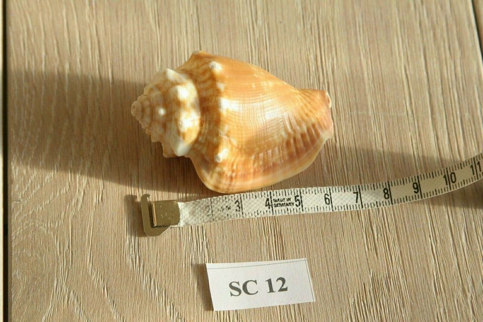 Muschel Fechterschnecke SC12 Sanibel & Captiva Florida ca. 6 cm in Jena