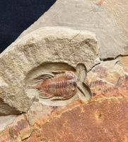 Trilobit aus Marokko Baden-Württemberg - Gaggenau Vorschau