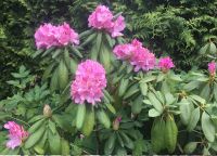 2 große Rhododendren Bayern - Langerringen Vorschau