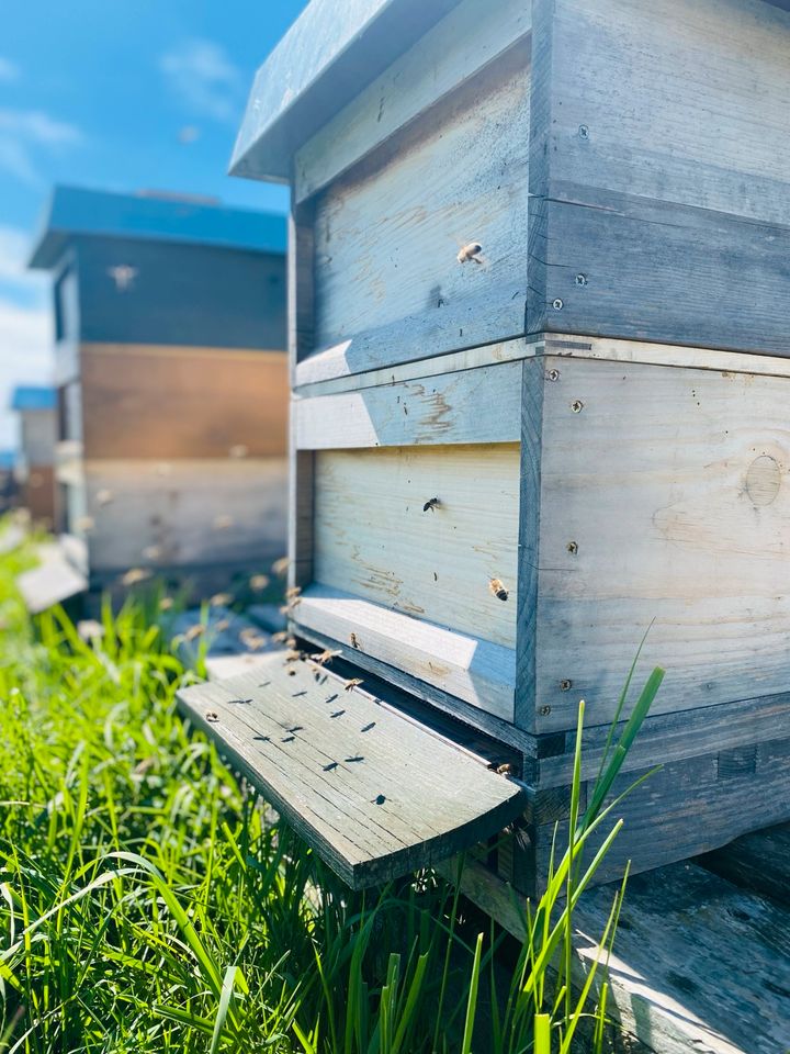 2x Carnica Bienen Bienenvölker Wirtschaftsvölker DNM in Beiersdorf-Freudenberg