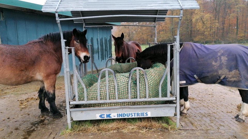 Offenstall Diätgruppe Plätze frei in Stadtlohn