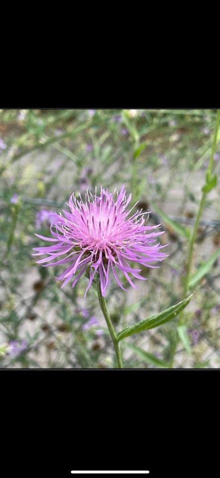 30 Samen Wiesen-Flockenblume, Naturgarten Schmetterling Saatgut in Baldham