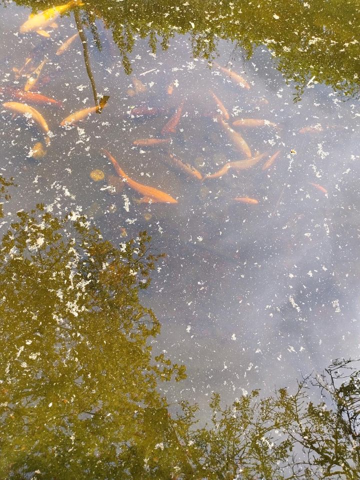 Koi / Teichfische in Eschenbach