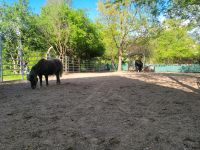 Ofenstallplatz für Rehe-Pony Stute/Wallach Nürnberg (Mittelfr) - Nordstadt Vorschau