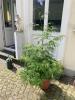 Lebensbaum/ Thuja solitär gewachsen, preiswert abzugeben Bonn - Bad Godesberg Vorschau
