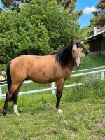 Andalusier Hengst im Pony Typ Aachen - Aachen-Brand Vorschau