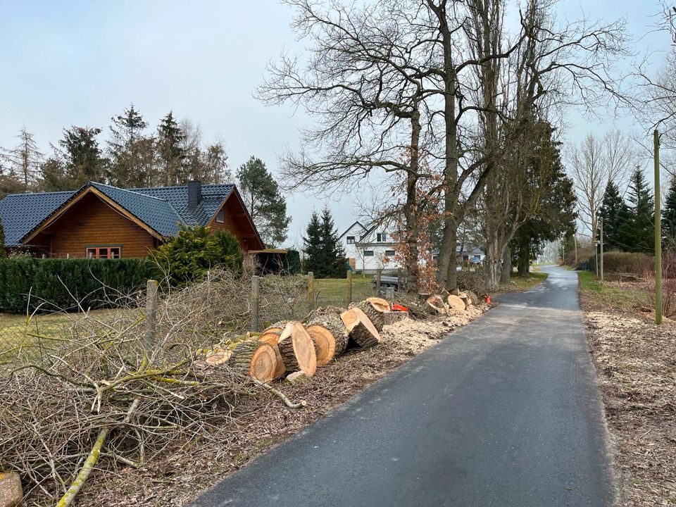 Fachgerechte Baumpflege, Baumfällungen, Baumkontrolle in Greifswald