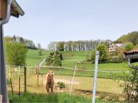 ☀️☀️ Hufrehe Rentner Gnadenbrot Platz frei, Offenstall, Pony ☀️☀️ Hessen - Bad König Vorschau