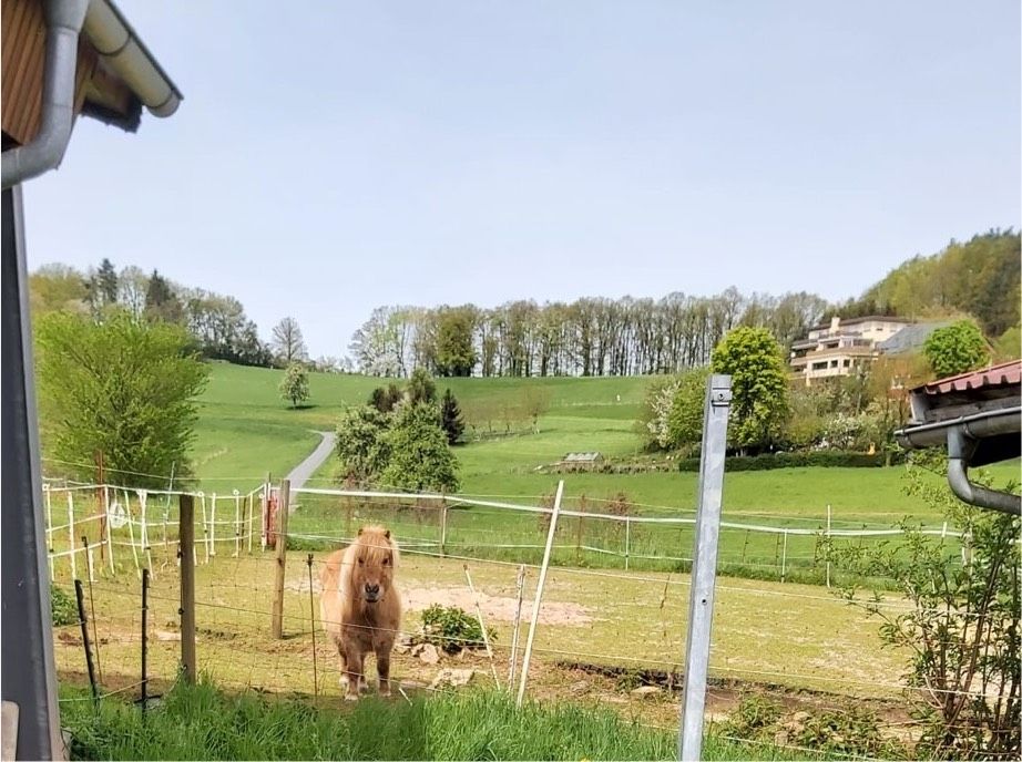 ☀️☀️ Hufrehe Rentner Gnadenbrot Platz frei, Offenstall, Pony ☀️☀️ in Bad König